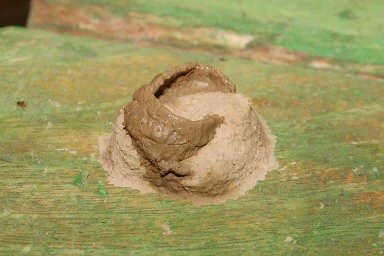 nid de guepe maconne 1