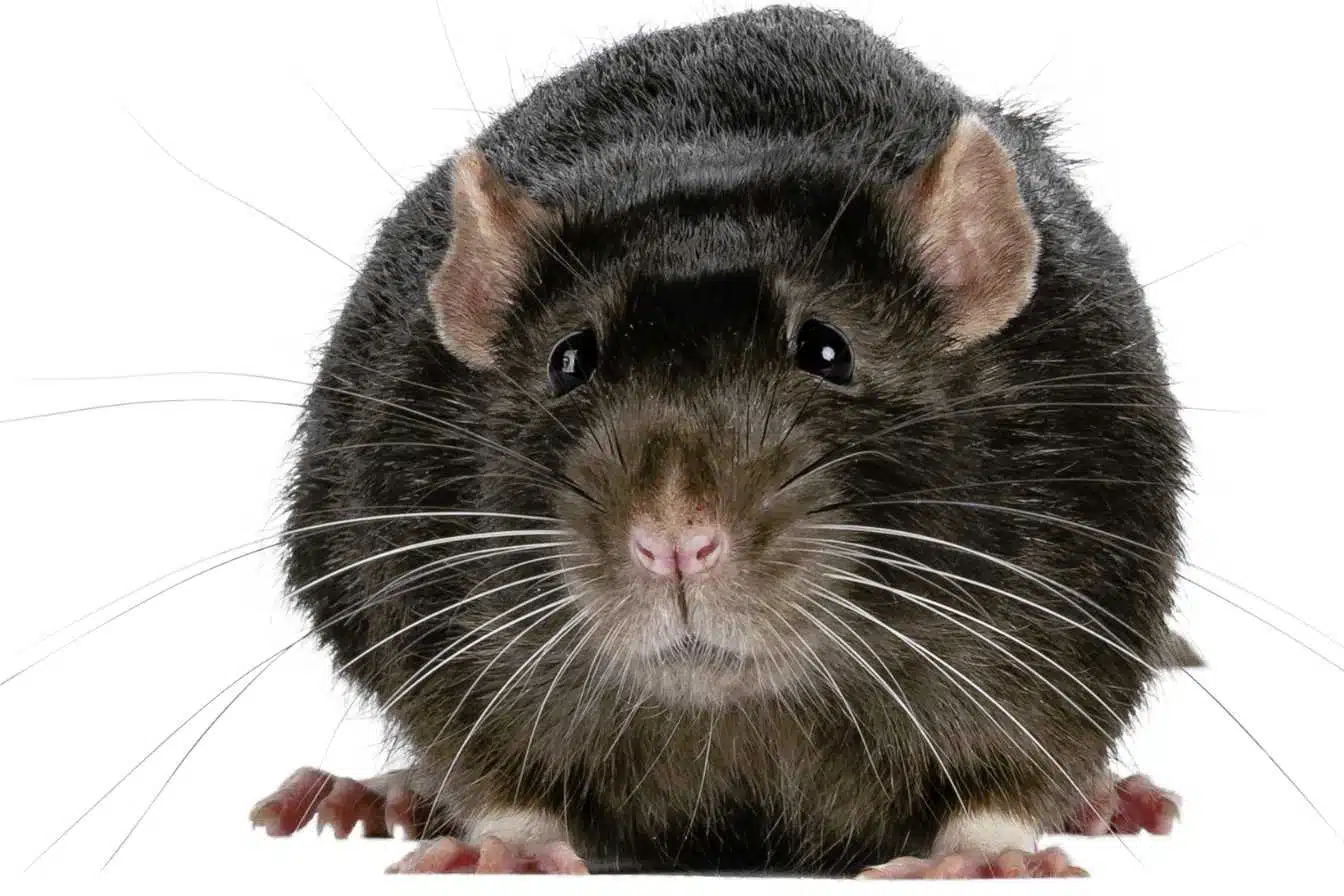 repulsifs rat 1